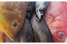 長崎産 地元の鮮魚店 おすすめ 鮮魚 BOX 3kg 魚 お魚 海鮮 魚介 新鮮 カト健 長崎