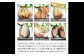 【最長2ヵ月前後】訳ありおまかせ干物 4種類 (12枚) とカラスミ詰め合わせ