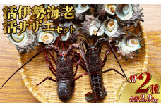 活伊勢海老（イセエビ）0.5kg・活サザエ1.5kg 伊勢海老 エビ サザエ セット 刺身 つぼ焼き 伊勢エビ 旨味 凝縮 生食 新鮮 活締め【2024年9月下旬-2025年5月下旬発送予定】
