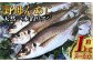 天然 一本釣り アジ【野母んあじ】 2～3本 約1kg 鯵 あじ 刺身 焼き魚 鮮魚 海産物 魚介 お魚 長崎