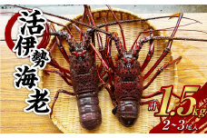 活 伊勢海老 (イセエビ) 大型 2～3尾入り 1.5kg 伊勢エビ エビ 海老 新鮮 【2024年9月下旬発送開始予定】