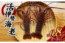 活 伊勢海老 (イセエビ) 2～3尾入り 800g 伊勢エビ エビ 海老 新鮮
