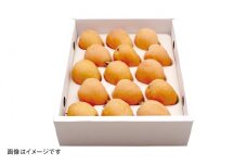 先行予約 茂木 びわ『なつたより』2Lサイズ 15玉入り 【2025年5月下旬～6月上旬発送予定】 ／  果物 くだもの フルーツ 枇杷 ビワ 長崎 川口農園