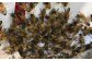 クリームド・ハニー 400g瓶×2本セット 合計800g はちみつ ハチミツ 蜂蜜