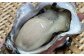【20セット限定】長崎市産 岩牡蠣 「夏盛」NATSUZAKARI 約2.8kg(8個～13個程度) 