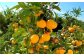 【11月上旬～2月上旬発送】長崎県産 訳あり 伊木力系温州みかん10kg