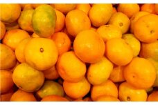 【1月上旬～2月下旬発送】訳あり 晩生完熟みかん10kg ( ご自宅用 ) ／  果物 くだもの フルーツ 柑橘 蜜柑 ミカン 晩生みかん 完熟 青果品 訳アリ ワケアリ わけあり 理由あり 国産 大将農園 長崎県 長崎市