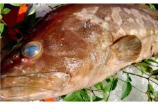丸ごと1匹お届け！長崎近海 天然アラ (クエ) 5kg台 (5.2〜5.8kg、8〜10人前) ／ 魚 鮮魚 魚介 海鮮 高級魚 くえ あら 血抜き 鍋 刺身 大将農園 長崎県 長崎市