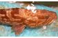 丸ごと1匹お届け！長崎近海 天然アラ (クエ) 5kg台 (5.2〜5.8kg、8〜10人前) 