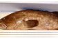 丸ごと1匹お届け！長崎近海 天然アラ (クエ) 3kg台 (3.2～3.8kg、5～6人前) 