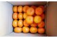 長崎県産 秀品温州みかん 5kg (贈答用可)