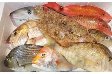 長崎漁港発！長崎近海産旬の鮮魚セット (中) ／ 魚 魚介 鮮魚 海鮮 海産物 刺身 セット 地魚 詰め合わせ 詰合せ つめあわせ 大将農園 長崎県 長崎市
