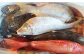 長崎漁港発！長崎近海産旬の鮮魚セット (中) 