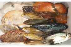 長崎漁港発！長崎近海産鮮魚セット (小) ／ 魚 魚介 鮮魚 海鮮 海産物 刺身 セット 地魚 詰め合わせ 詰合せ つめあわせ 大将農園 長崎県 長崎市