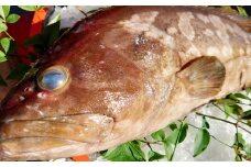 丸ごと1匹お届け！長崎近海 天然アラ (クエ) 8kg台 (8.2〜8.8kg、12〜15人前) ／ 魚 鮮魚 魚介 海鮮 高級魚 くえ あら 血抜き 鍋 刺身 大将農園 長崎県 長崎市 【2025年9月下旬～2026年2月下旬迄発送予定】