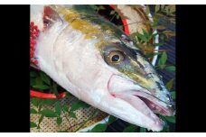 長崎近海 活き〆 天然 寒ぶり 6kg台 (6.2kg〜6.8kg) 丸ごと1本！！ ／ 魚 海産物 魚介 鮮魚 海鮮 ブリ ぶり 鰤 天然 ブリしゃぶ 刺身 大将農園 長崎県 長崎市