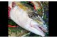 長崎近海 活き〆天然寒ぶり6kg台 (6.2kg〜6.8kg) 丸ごと1本！！
