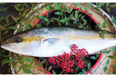 丸ごと1本！長崎近海 活き〆天然寒ヒラス (ヒラマサ) 5kg台 (5.2〜5.8kg) ／ 魚 魚介 鮮魚 海鮮 天然 ヒラマサ ヒラス 刺身 大将農園 長崎県 長崎市