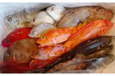 長崎漁港発！長崎近海産鮮魚お試しセット (ミニ) ／ 魚 魚介 鮮魚 海鮮 海産物 刺身 セット 地魚 詰め合わせ 詰合せ つめあわせ 大将農園 長崎県 長崎市