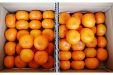 【11月上旬～1月上旬発送】長崎県産 訳あり 早生みかん10kg (ご自宅用) ／ 果物 フルーツ 柑橘 蜜柑 ミカン 温州みかん 早生 訳アリ ワケアリ わけあり 理由あり 国産 大将農園 長崎県 長崎市