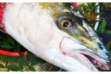 長崎近海 活き〆天然寒ぶり5kg台（5.2kg〜5.8kg）丸ごと1本！！ ／ 魚 海産物 魚介 鮮魚 海鮮 ブリ ぶり 鰤 天然 ブリしゃぶ 刺身 大将農園 長崎県 長崎市