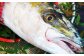 長崎近海 活き〆天然寒ぶり5kg台（5.2kg〜5.8kg）丸ごと1本！！ ／ 魚 海産物 魚介 鮮魚 海鮮 ブリ ぶり 鰤