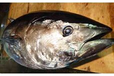 新鮮！長崎漁港発 活き〆本マグロ 中トロ500g ／ 魚 魚介 鮮魚 海鮮 鮪 マグロ まぐろ 本まぐろ 〆 中トロ 刺身 大将農園 長崎県 長崎市