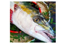 長崎近海 活き〆天然寒ぶり8kg台 (8.2kg〜8.8kg) 丸ごと1本！！ ／ 魚 海産物 魚介 鮮魚 海鮮 ブリ ぶり 鰤 天然 ブリしゃぶ 刺身 大将農園 長崎県 長崎市