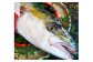 長崎近海 活き〆天然寒ぶり8kg台 (8.2kg〜8.8kg) 丸ごと1本！！