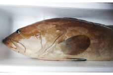 丸ごと1匹お届け！長崎近海 天然アラ (クエ) 2kg台 (2.2～2.8kg、4～5人前) ／  魚 鮮魚 魚介 海鮮 高級魚 くえ あら 血抜き 鍋 刺身 大将農園 長崎県 長崎市