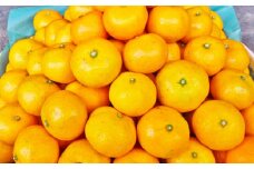 【11月下旬～1月下旬発送】温州みかん「原口早生」3S～Sサイズ 5kg 小みかん ／ 果物 フルーツ 柑橘 蜜柑 ミカン みかん 温州みかん 原口 早生 国産 大将農園 長崎県 長崎市