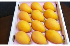 先行予約 期間限定 赤秀品 ハウスびわ 500g ( 化粧箱入り・Lサイズ12玉 ) ／ フルーツ 果物 くだもの ビワ 枇杷 長崎県 長崎市【2025年3月上旬より順次発送予定】