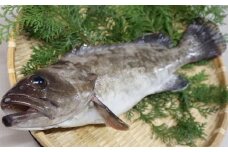 長崎の森で育てた『幻のクエ』 まるごと 一本(1kg～2kg前後)／ 海鮮 魚介 刺身 クエ 鍋 高級魚 長崎県 長崎市