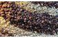 【全3回定期便】〈豆〉自家焙煎珈琲 1.2kg (200g×6袋) ／ コーヒー 珈琲 自家焙煎珈琲うつのみ屋 長崎県 長崎市