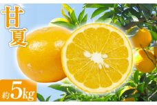 甘夏 約5kg みかん ミカン 蜜柑 果物 フルーツ 甘夏 【2025年4月上旬-5月上旬発送予定】 