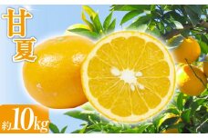 甘夏 約10kg  みかん ミカン 蜜柑 果物 フルーツ 甘夏 【2025年4月上旬-5月上旬発送予定】