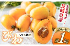 温室ハウス栽培 びわ（250g×4パック） びわ ビワ 枇杷 長崎びわ 長崎早生 茂木びわ 果物 くだもの フルーツ 果実 デザート 【2025年4月上旬-5月上旬発送予定】