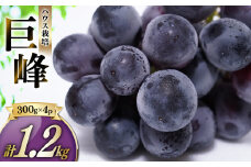 ハウス巨峰 1.2kg（300g×4パック） ブドウ 葡萄 巨峰 果物 くだもの フルーツ 果実 デザート  【2025年7月下旬-9月上旬発送予定】
