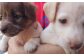 長崎の地魚のジャーキー・ボーンブロスセット（犬・猫用）