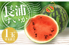 先行予約受付！ 長浦すいか（M玉以上）1玉【2025年6月上旬～6月下旬迄発送予定】 ／ 長浦スイカ すいか スイカ 西瓜 果物 フルーツ 季節の果物 長崎県産 長崎市産 長崎県 長崎市 常温