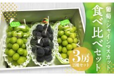 【先行予約受付】 ぶどう食べ比べセット！ シャインマスカット2房、葡萄1房 計3房【2025年8月上旬～8月下旬迄発送予定】 ／ 葡萄 ぶどう ブドウ シャインマスカット マスカット ピオーネ 巨峰 ナガノパープル 藤稔 ふじみのり 果物 フルーツ 季節の果物 食べ比べ セット 詰め合わせ 詰合せ 長崎県産 長崎市産 長崎県 長崎市 冷蔵