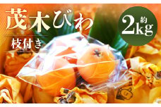 【数量限定】 長崎 茂木びわ（枝付き） 赤秀 計約2kg 【2025年5月上旬～2025年5月下旬迄発送予定】 びわ 枇杷 ビワ 果物 くだもの フルーツ 長崎県 長崎市