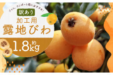 【訳あり】 選果落ち 加工用 露地びわ 約1.8kg ／ ジャム用 コンポート用 びわ ビワ ご家庭用 初夏 国産 長崎市産 長崎県産 九州産 【2025年5月下旬-2025年6月下旬迄発送予定】