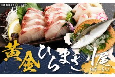 【指定日必須】 黄金ひらまさ ( 養殖ひらまさ・1尾 約4kg～5kg ) ／ ヒラス 平政 お刺身 刺し身 刺身 お魚 魚 鮮魚 魚介類 養殖 冷蔵 長崎県 長崎市