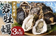 【指定日時必須】戸石町産 岩牡蠣 計約3kg（生食用／カキナイフ付き）【2025年5月8日～9月21日迄発送予定】 牡蠣 カキ イワガキ 生牡蠣