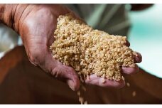 【ながさき木村式自然栽培】 令和7年産 ひのひかり 玄米 10kg 【2025年10月上旬～2026年5月下旬迄発送予定】 ヒノヒカリ お米 米 国産 九州 長崎県 長崎市