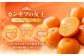 ハウスせとか 3kg 8～15玉 化粧箱セット