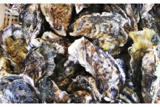 長崎県産 大村湾 殻付き牡蠣セット 2.5kg 浜揚げ直送 ( 軍手 牡蠣ナイフ1本 レモン付 ) ／ カキ かき 魚介類 オイスター 魚介 海鮮 グルメ 長崎県 長崎市 【2026年1月上旬～2月下旬迄発送予定】