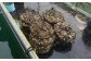 長崎県産 大村湾 殻付き牡蠣セット 2.5kg 浜揚げ直送 ( 軍手 牡蠣ナイフ1本 レモン付 ) 