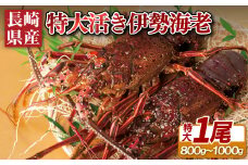 A106p 長崎県産活き大伊勢海老1尾